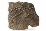 Cruziana (Fossil Trilobite Trackway) - Morocco #253158-1